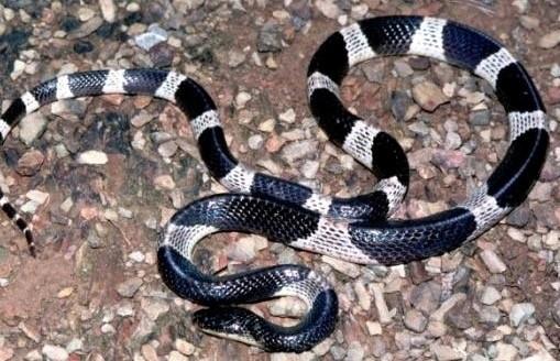 武汉|马来西亚，蛇类的圣地，无数蛇族齐聚