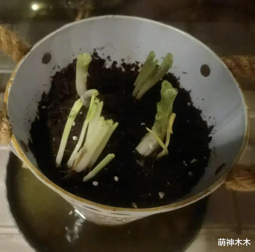 马伊琍|汪小菲每月亏本200万，马伊琍种小葱，明星疫情下的百态生活