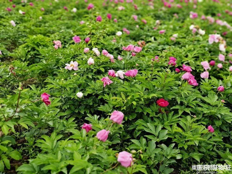 露营|重庆又有新公园啦！垂钓、露营、赏花、遛娃都可以