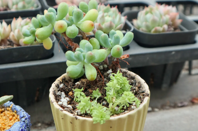 不跟人们争氧气的“6种花”,养在卧室里,睡眠都变好了