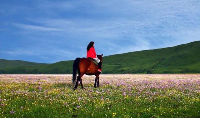 天生丽质|四川3万亩花海，进入观赏期，是夏季赏花露营的好去处
