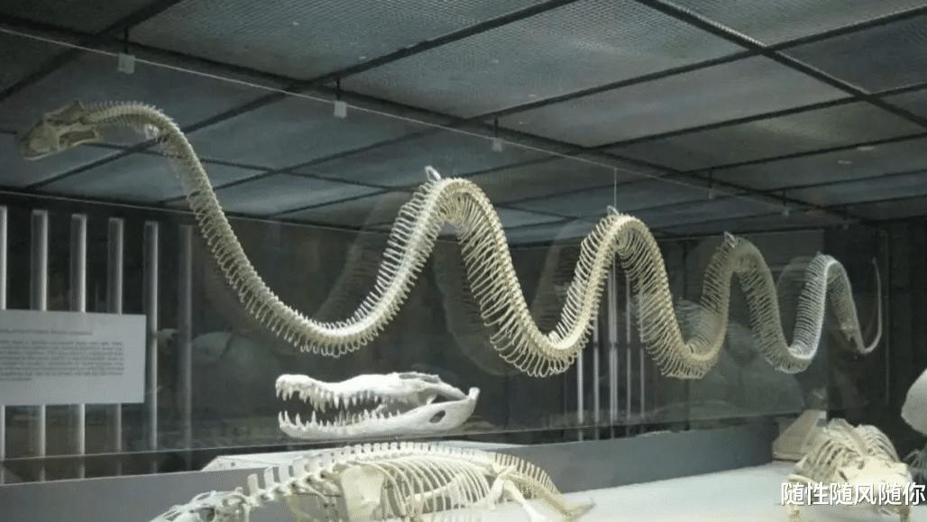世界上最大的蛇能有多大？秦岭“盘山巨蟒”真存在吗？