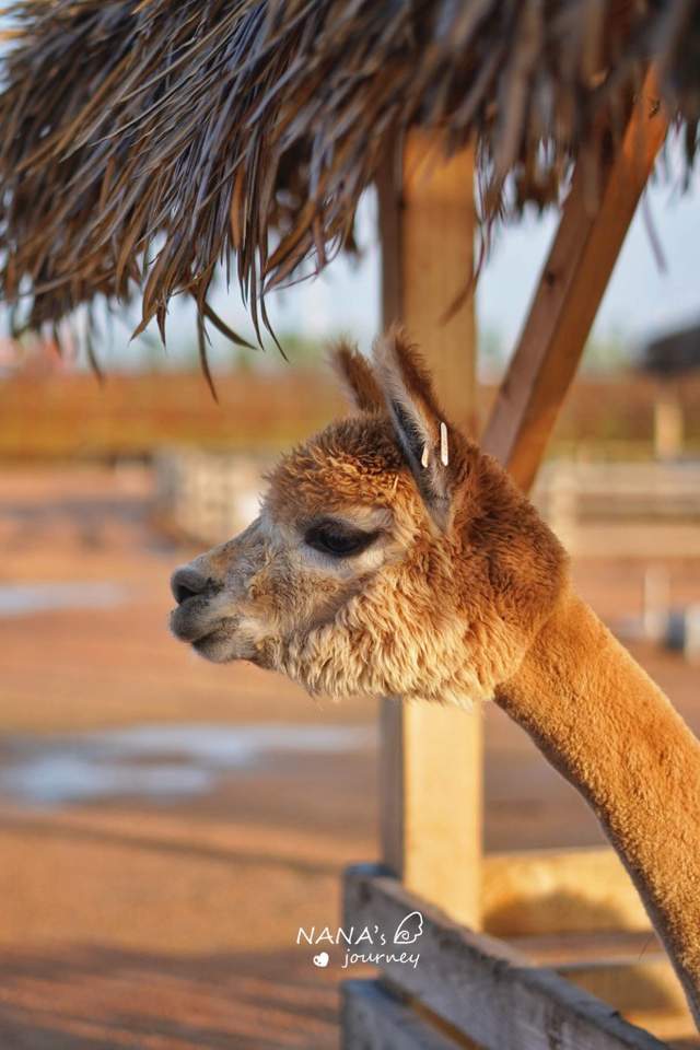 古镇|你见过星光花海吗?吉林的这个地方,日夜各有玩法门票免费