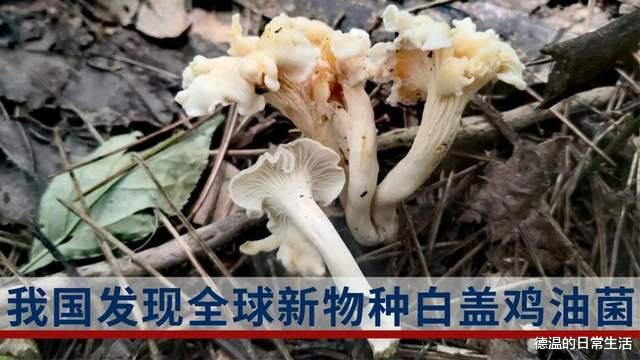 新物种“白盖鸡油菌”被发现,蘑菇虽鲜美,可不要乱吃呦