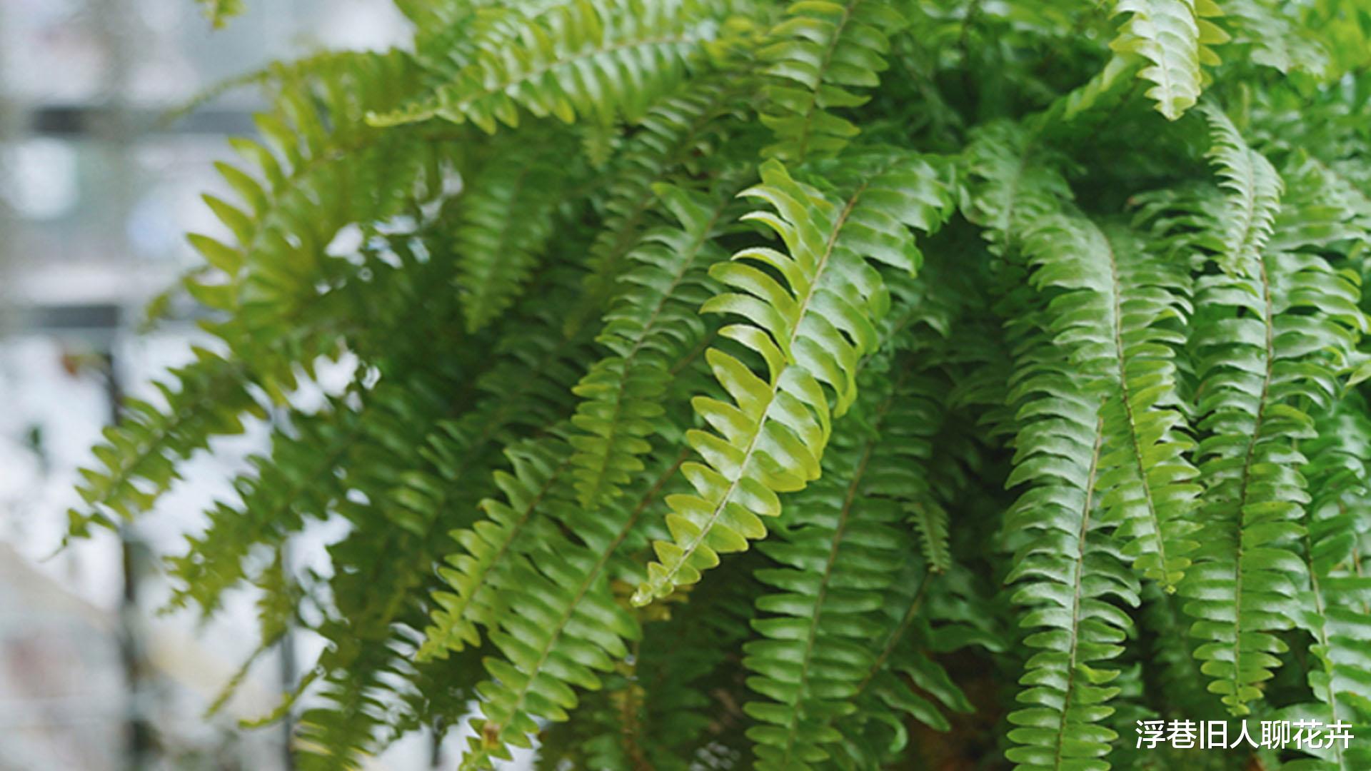 夏季卫生间闷热潮湿异味重,试着养5种植物,好看耐阴又“除臭”