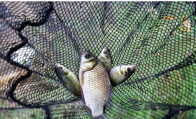 饵料|为什么有些鱼被钓上来再放回水里,它也活不长?