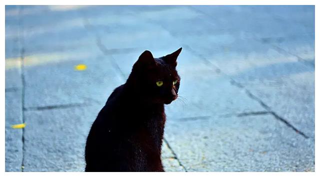 河南男子救下野生黑猫,2年后爱人离奇失踪,黑猫报恩找回重要线索
