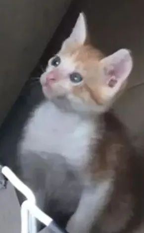 为教育小猫不乱撕纸，主人一边撕一边扇自己…猫都看傻眼了：对自己挺狠啊