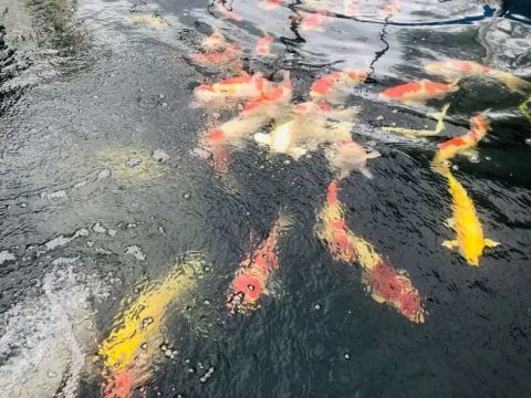 浙江:这条鱼,卖了7万元