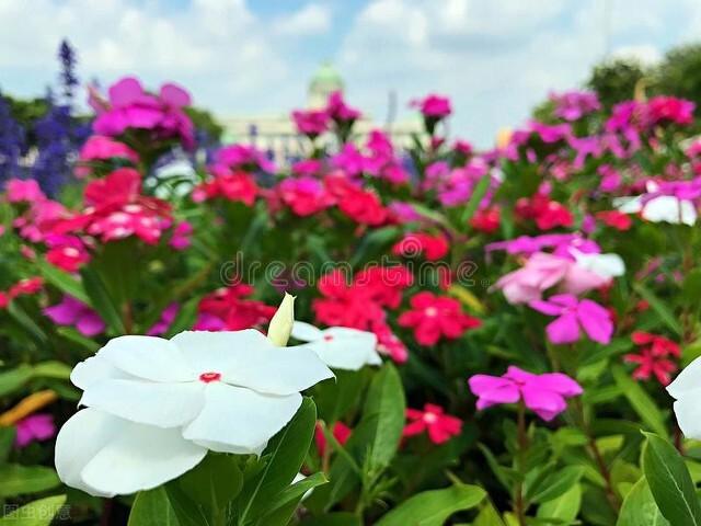 小区里的4种花“毒性大”,不要再给孩子摘了,否则容易后悔