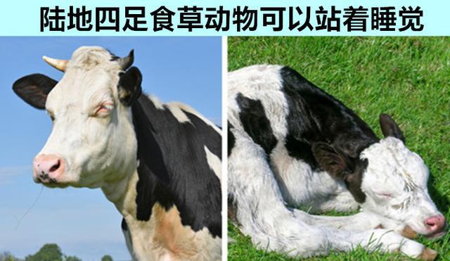 你可能未曾真正听说过的9个动物方面的奇妙知识