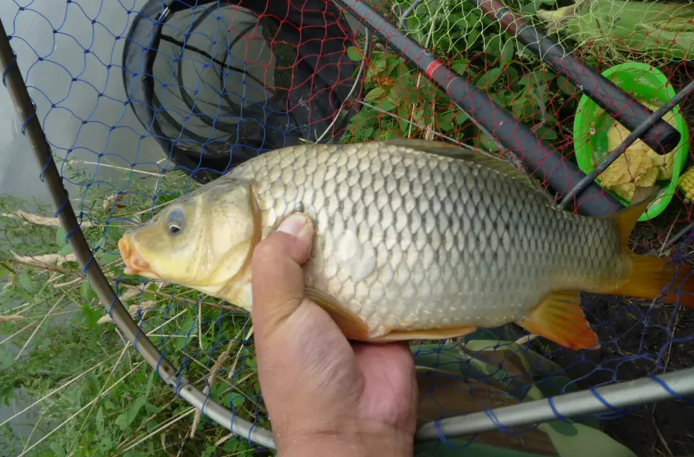 饵料|夏季钓鱼难度加倍，不妨从4个“大方向”着手调整，渔获更有保证