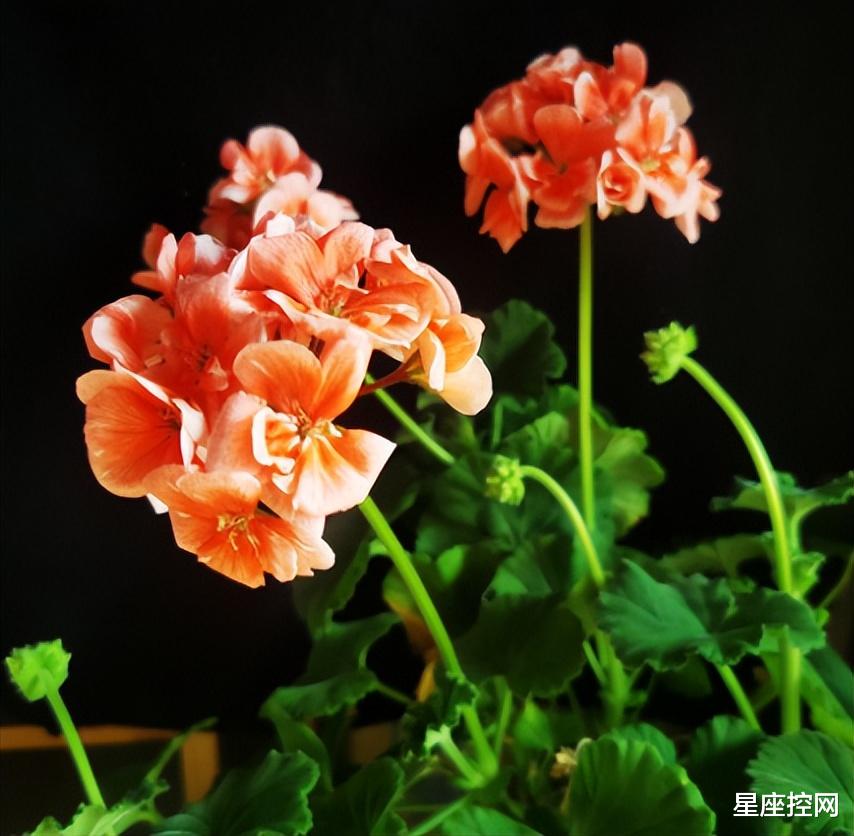 |哪几个时辰出生之人，遇到困难不要停止前进，未来有光，前途无限