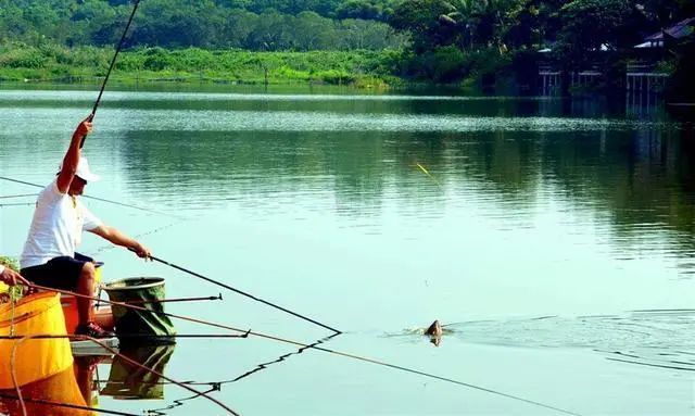 饵料|通过漂相可判断出什么鱼在下面咬钩,高手是怎么做到的?