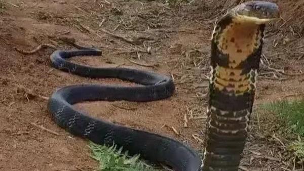 致死率最高的毒蛇，眼镜王蛇有多霸道？为何会追着人跑？