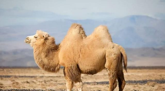 没有听说有猎食动物捕杀骆驼，是骆驼生长环境没捕食动物，还是？