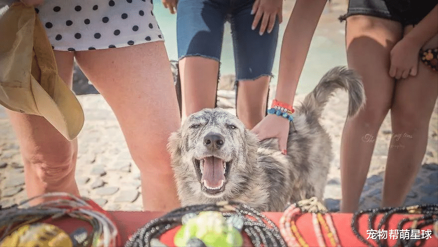 摄影师旅行时只拍人和风景,直到遇见这群流浪狗...太美好了!