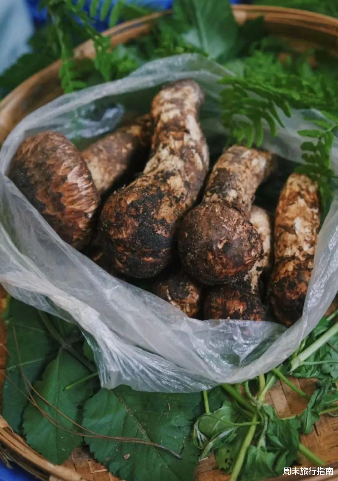 野生菌|刘亦菲新剧刷屏!均温20℃的神仙取景地,私藏“全国最毒”美味,吃过就上头!
