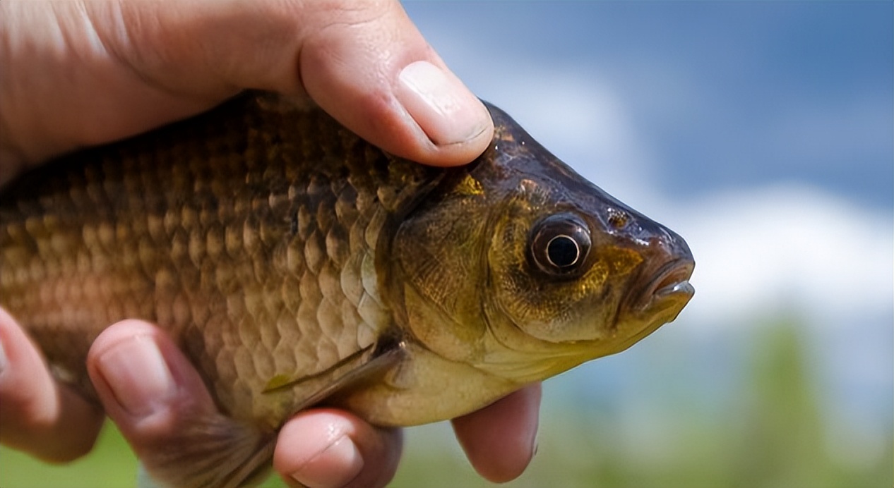 饵料|窝中进了大鱼,想把它们钓上来,还要做好以下几件事