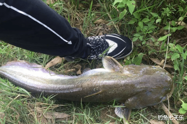 猪肝|鲶鱼的垂钓季来临!把“鱼窝”喂好了,大鲶鱼一钓一个准