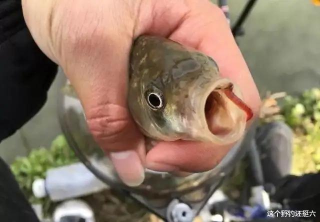 饵料|用蚯蚓钓鱼怎么调漂？跑铅配合好这两种打窝方式，钓得就比别人多