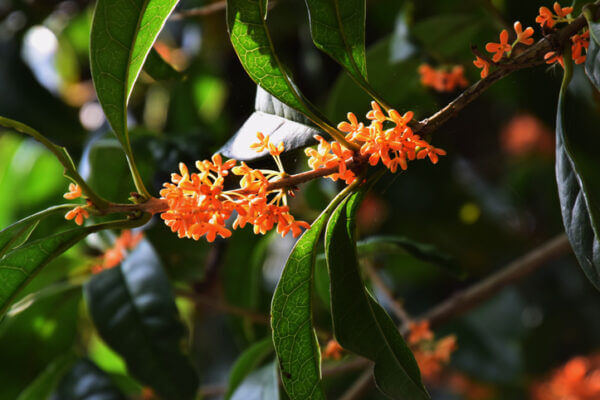 眼霜 提高好感度的方法（二）