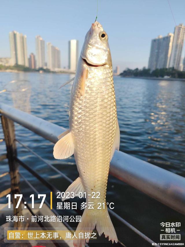 鳊鱼|万象更新初一日，深浅各半略有收获