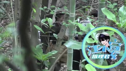 鞠婧祎|鞠婧祎拍戏遭陌生男偷拍！场务将其绑树上教训，现场起冲突引争议