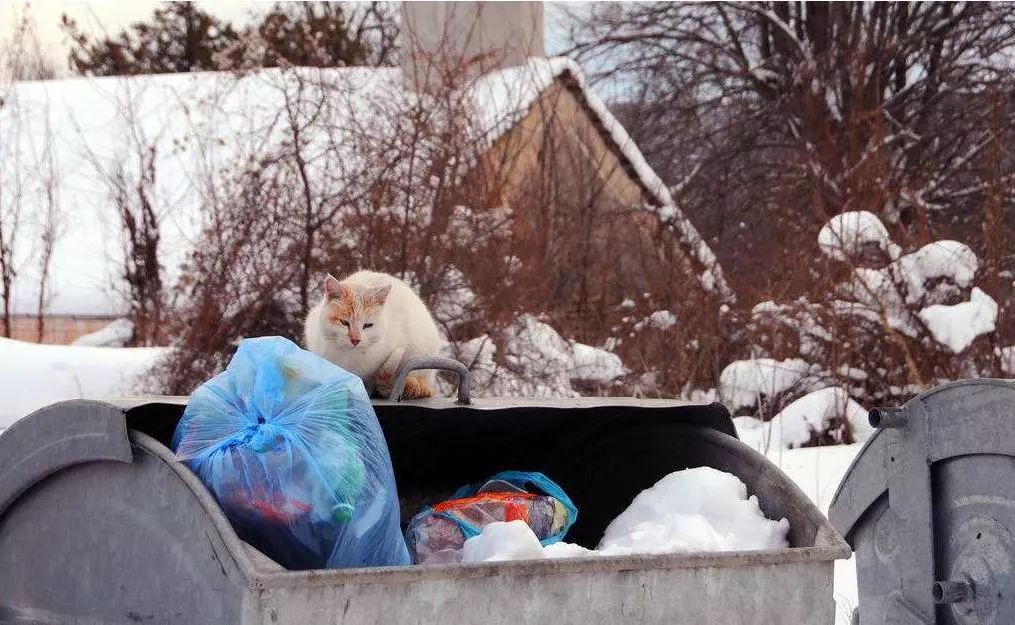 “在冬天，10只流浪猫会有6只死掉！”
