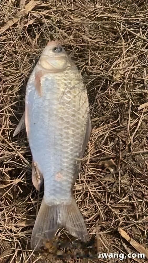 饵料|初春钓鱼，有你相伴