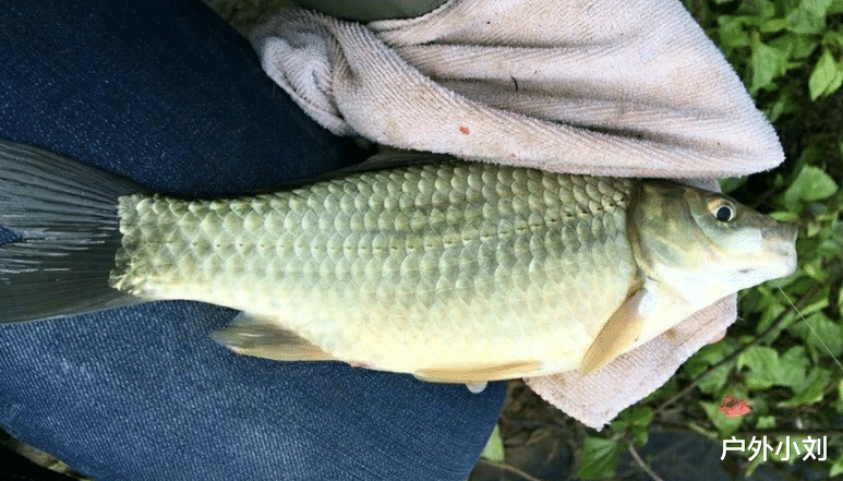 饵料|你为钓鱼花了多少钱?盘点装备,钓鱼人该“减负”了