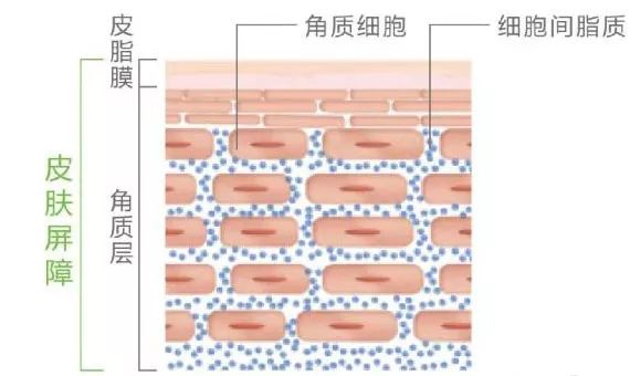 面膜 皮肤屏障修护指南|打败敏感肌的“关键点”