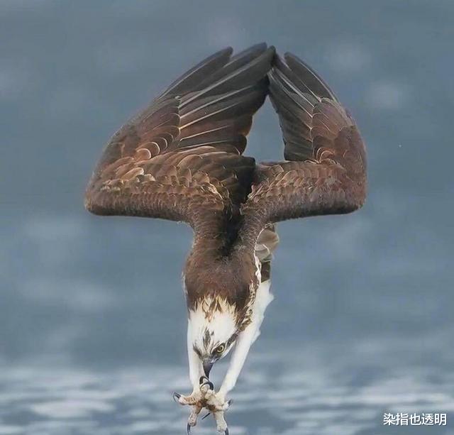 老鹰还能免疫蛇毒?不分品种逮着就吃,毒蛇真的拿老鹰没办法吗?