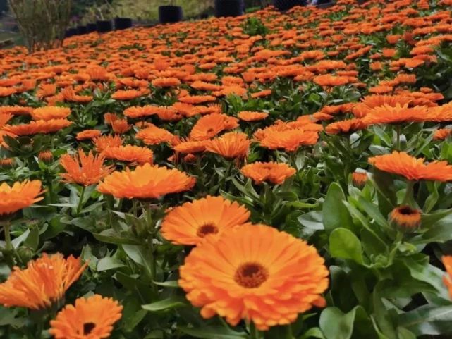 汶川|约！汶川『6月花花世界』已上新！