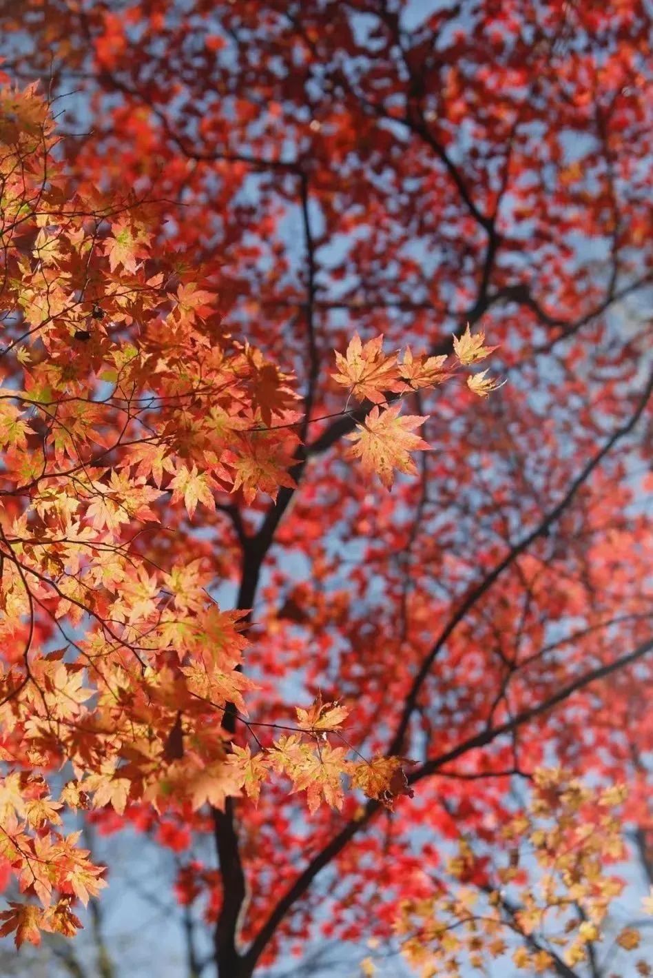 东川|¥400+直飞长白山,中国秋色Top2,一年仅21天