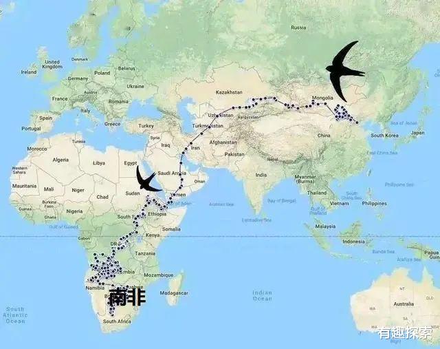 燕子每年都去南方越冬,而我国南方看不到燕子,究竟去了哪里?