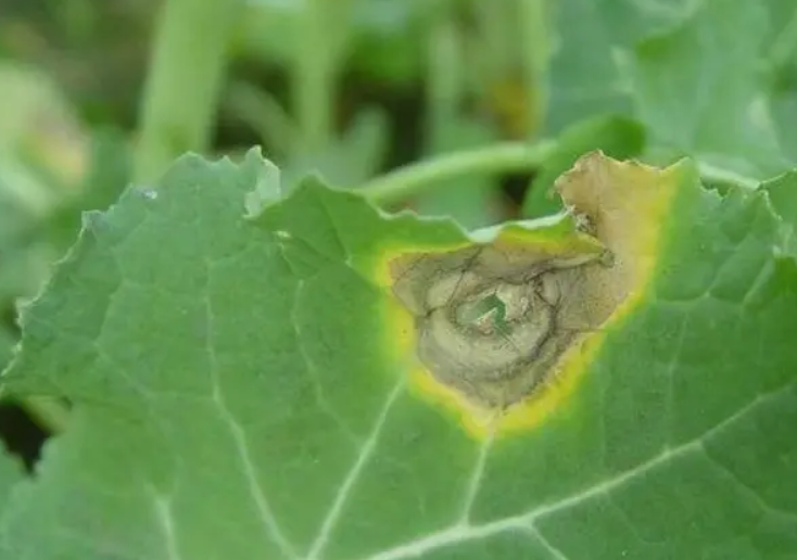 油菜菌核病发病重的原因及防治方法