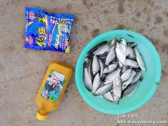 撒网|腥香+酒米,抢了一盆鲫