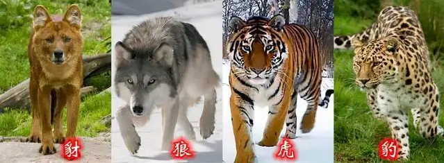 外资苏富比拍卖等企业,犹如豺狼虎豹进入中国,对已经非常脆弱的中国古玩界形成吊打态势!