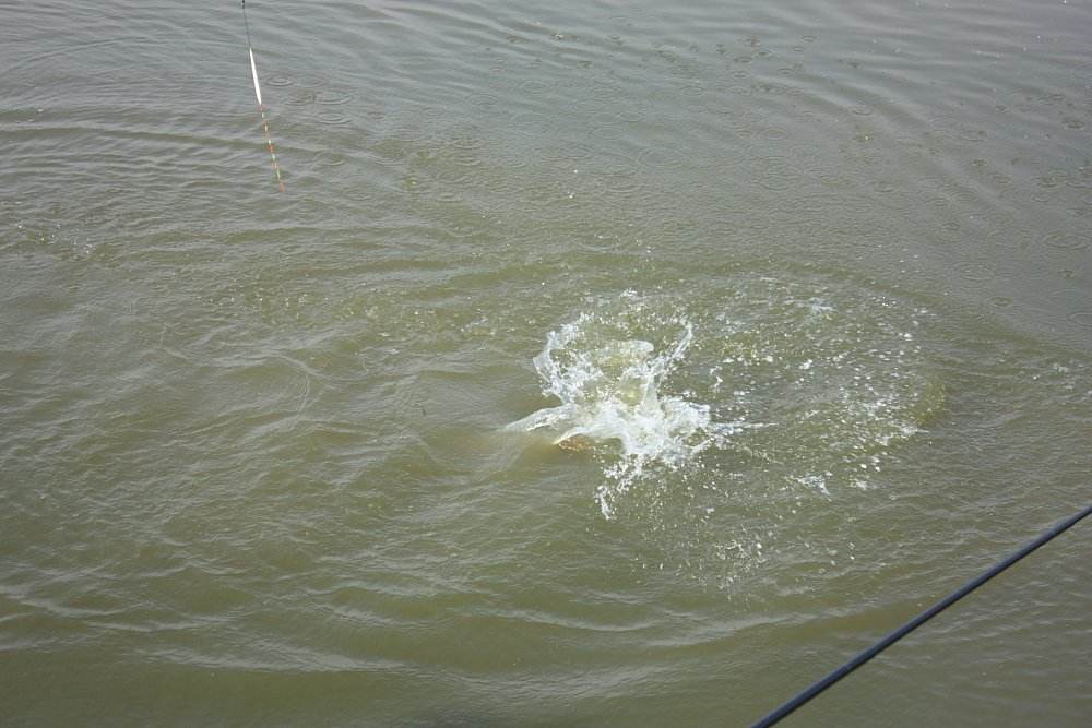 |遛鱼时有这四个错误操作，煮熟的鸭子也会飞，拍红大腿没用