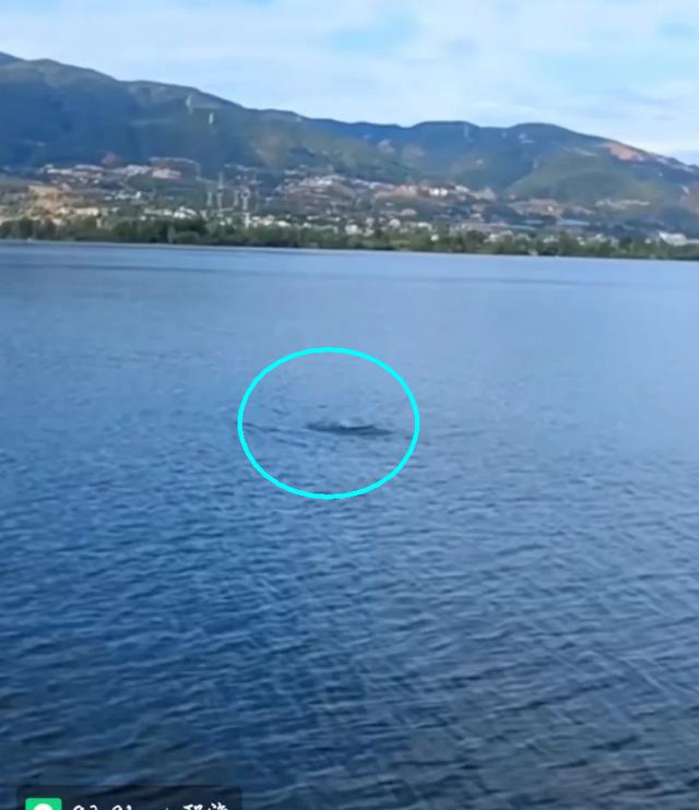 |4000钓一年，四川邛海翘嘴鱼招募令是智商税？看看当地钓友怎么说