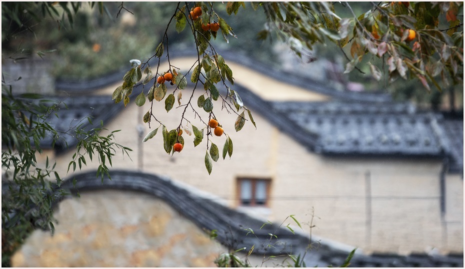 柿子|宁德屏南：古村柿子红