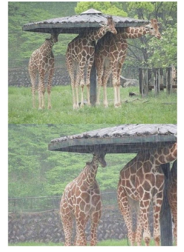 洪金宝|神回复：洪金宝在娱乐圈内的地位是不是比成龙还高？