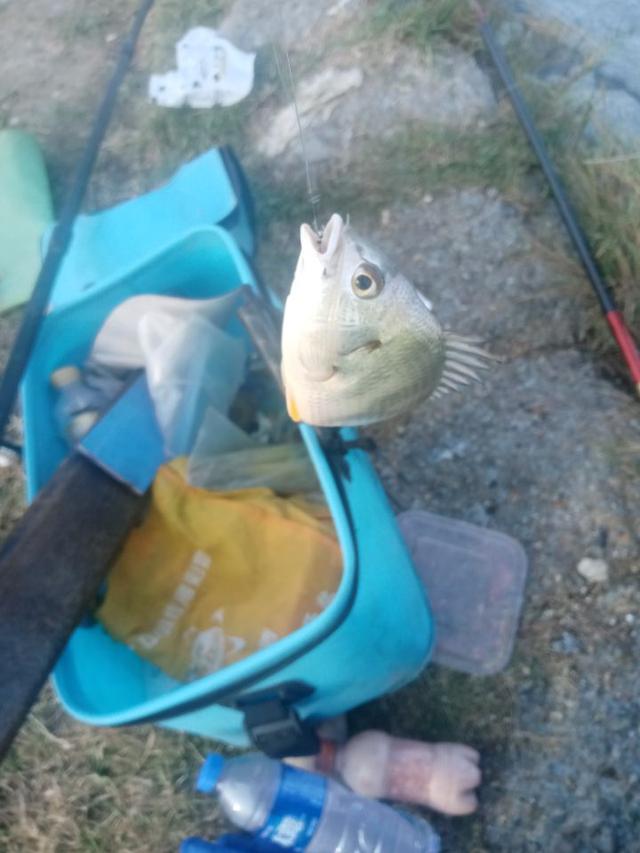 饵料|菜地解封第一战,黄鳍鲷来小爆护