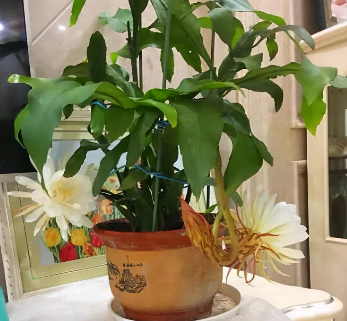 适合卧室养的6种花，家里养一盆，一夜好梦到天亮