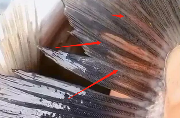 麦地那|线虫钓鱼人常见,最大的线虫却难得见面,可伤害人体致人类生病