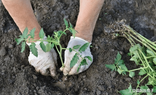 |买了一楼带院子的房子,没想到变成了无赖邻居的菜地