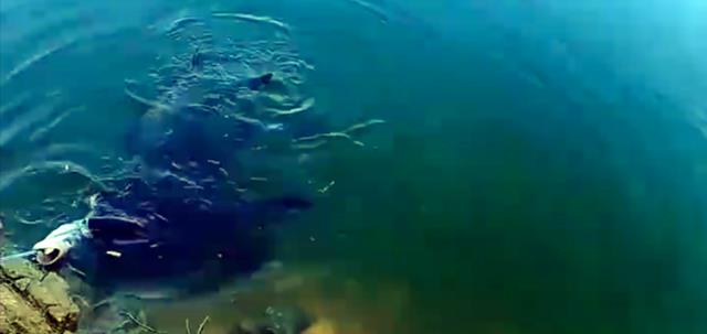 饵料|男子野钓轻松收获6条胖头鱼，制止朋友拍照发朋友圈，网友：自私