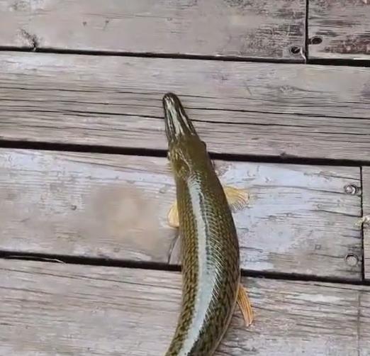 |昆明小区再现4条鳄雀鳝,物业欲抽水除害,钓鱼人:我来!