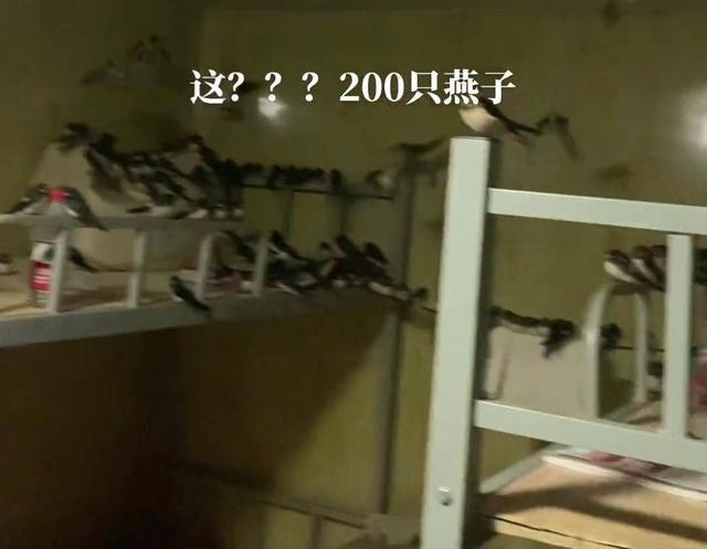 200余只燕子聚集,大连男子为其开空调取暖,没有飞去南方吗?